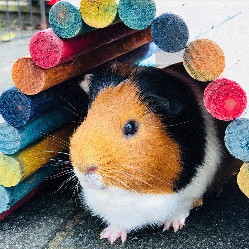 Patch - Guinea Pig
